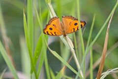 Junonia almana javana
