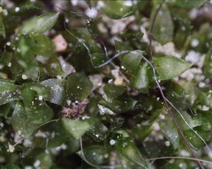 Bryophyta