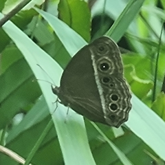 Mycalesis mineus