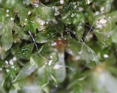 Bryophyta