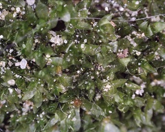 Bryophyta
