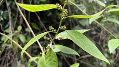 Deeringia polysperma