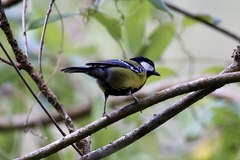 Parus monticolus