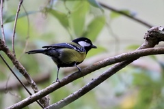 Parus monticolus