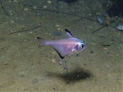 Pempheris klunzingeri