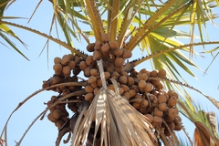 Hyphaene thebaica