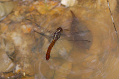 Libellula herculea