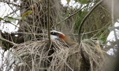 Pomatorhinus musicus