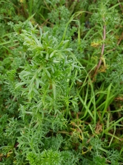 Artemisia campestris maritima