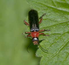 Cantharis pellucida