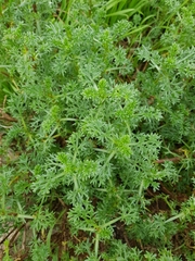 Artemisia campestris maritima