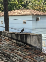 Ortalis araucuan