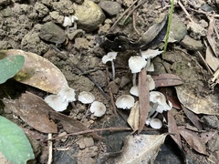 Termitomyces microcarpus