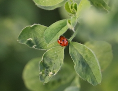 Coccinella undecimpunctata