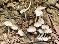 Termitomyces microcarpus
