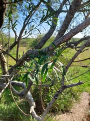 Sapium haematospermum