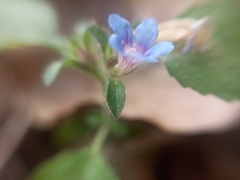 Strobilanthes pavala