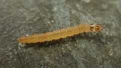 Tortricidae