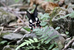 Byasa polyeuctes termessus