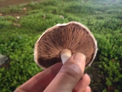 Agaricus