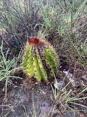 Melocactus intortus