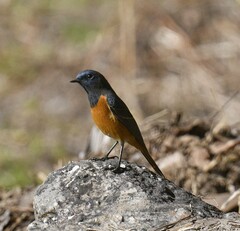 Phoenicurus frontalis