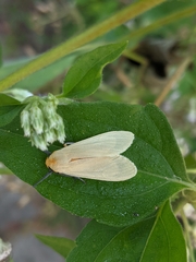 Pareuchaetes pseudoinsulata