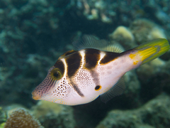 Paraluteres prionurus