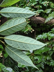 Ficus sarmentosa nipponica