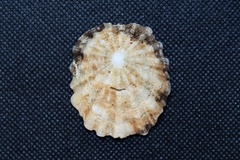Niveotectura pallida