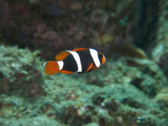 Amphiprion