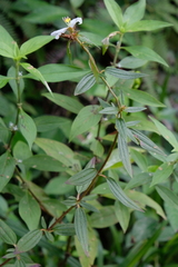 Pterolepis glomerata