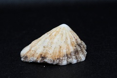 Niveotectura pallida