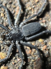 Trachycosmidae