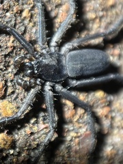 Trachycosmidae