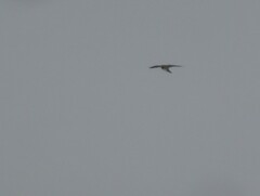 Accipiter