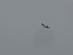 Accipiter