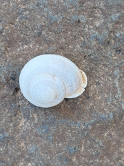 Otala lactea
