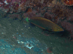 Halichoeres marginatus