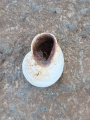 Otala lactea