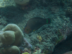 Halichoeres marginatus