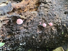 Mycena roseilignicola