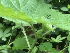 Urtica thunbergiana