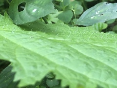 Urtica thunbergiana