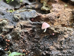 Mycena roseilignicola