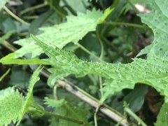 Urtica thunbergiana