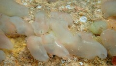 Ascidia mentula