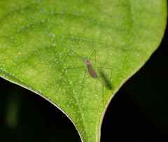 Limoniidae
