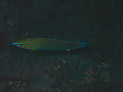 Halichoeres richmondi