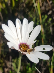 Dimorphotheca nudicaulis